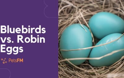 What’s The Difference Between Bluebirds & Robin Eggs?